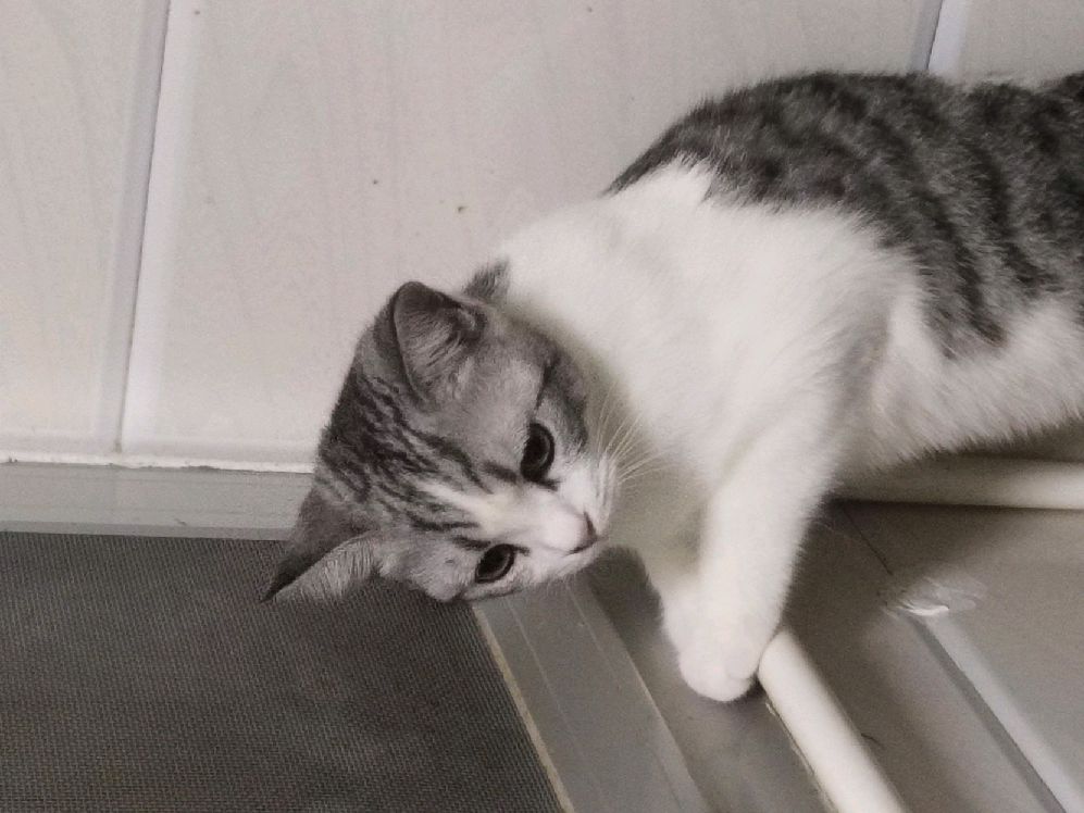 猫图片|宠物猫|猫咪|