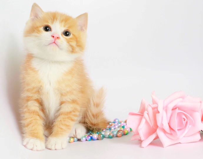 猫图片|宠物猫|猫咪|