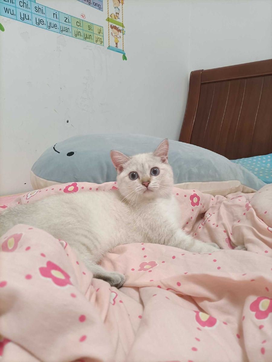 猫图片|宠物猫|猫咪|