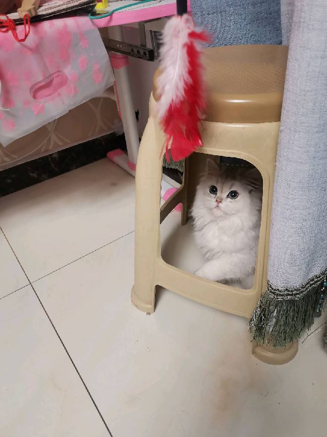 猫图片|宠物猫|猫咪|