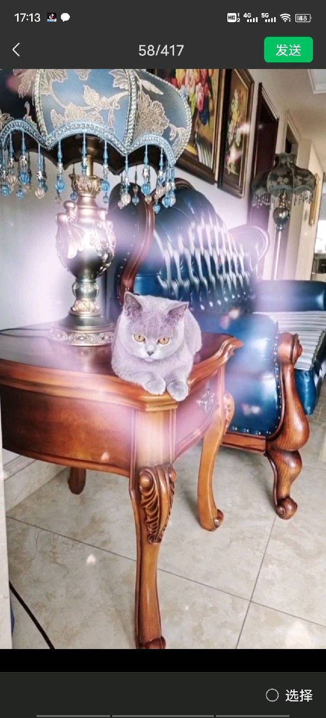 猫图片|宠物猫|猫咪|