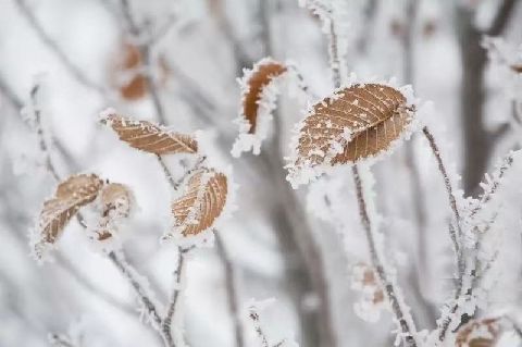 猫图片|宠物猫|猫咪|