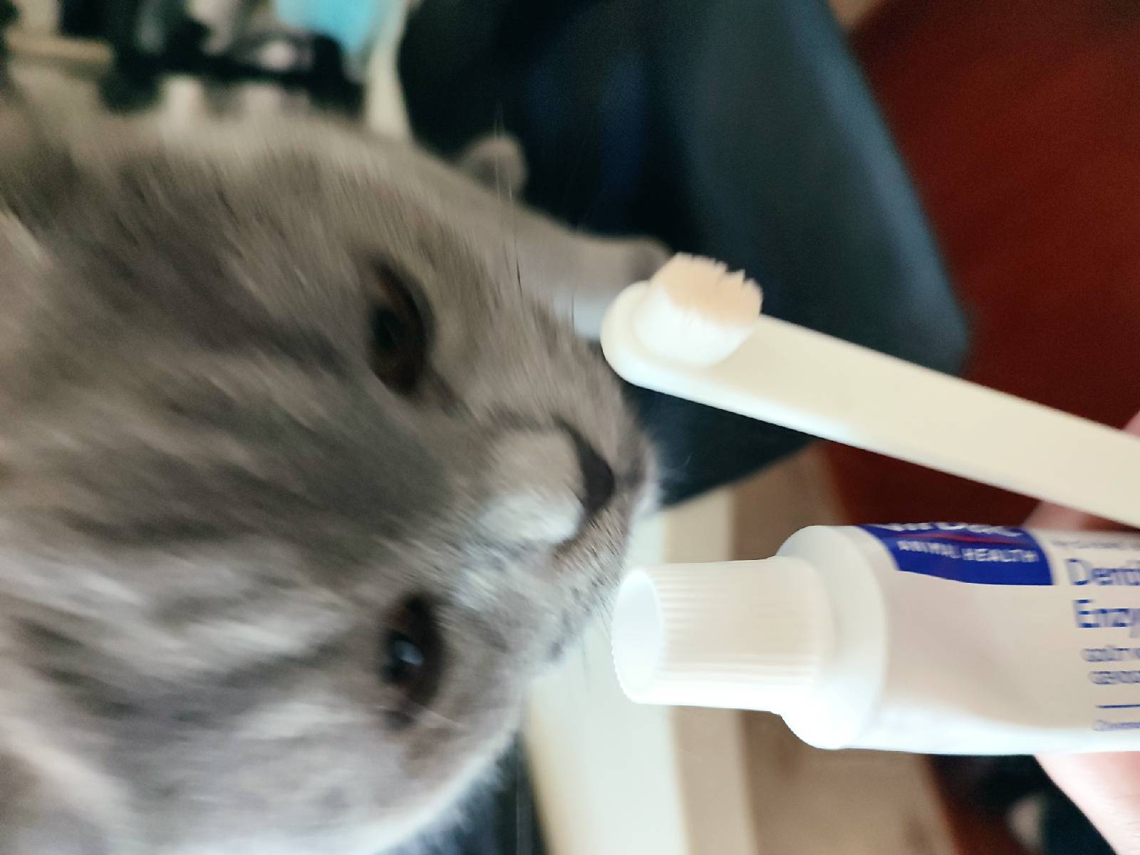 猫图片|宠物猫|猫咪|