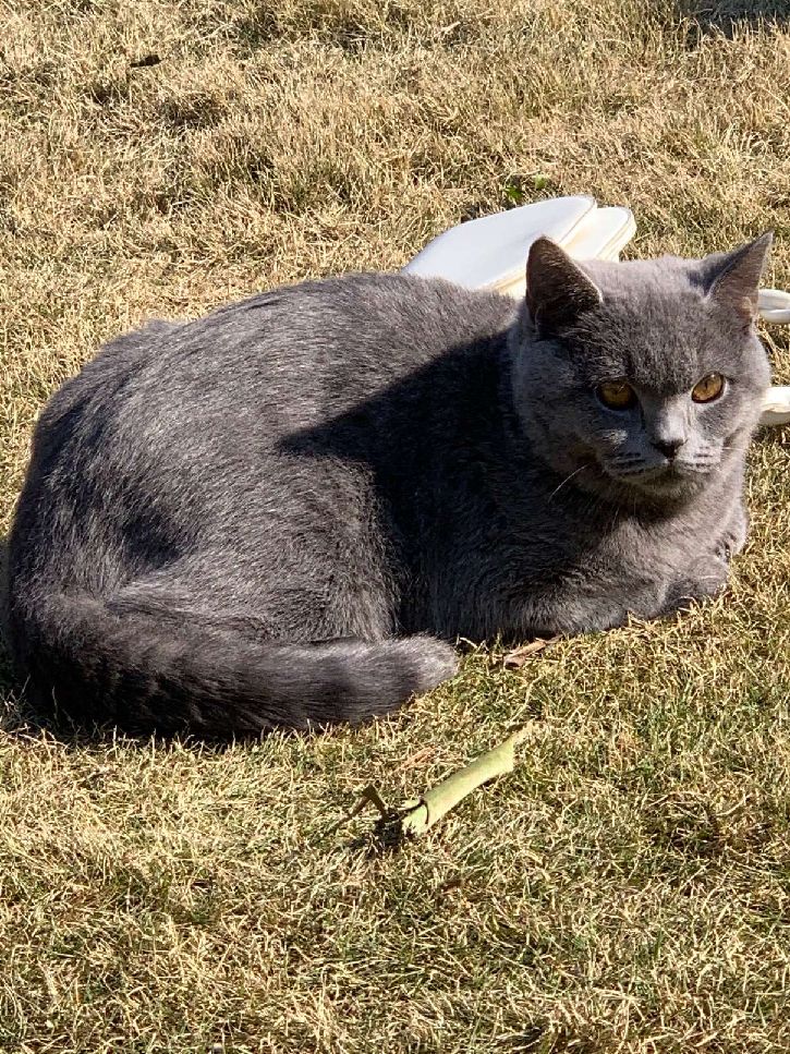 猫图片|宠物猫|猫咪|