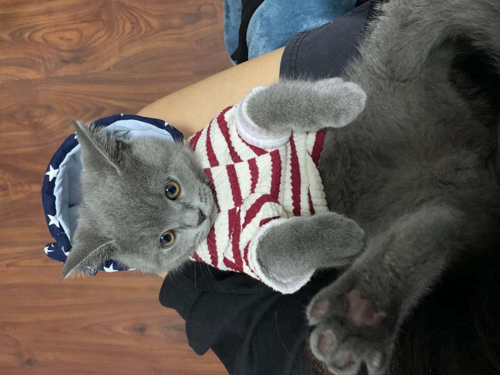 猫图片|宠物猫|猫咪|