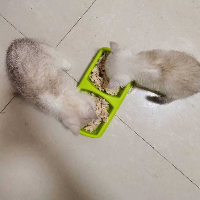 猫图片|宠物猫|猫咪|