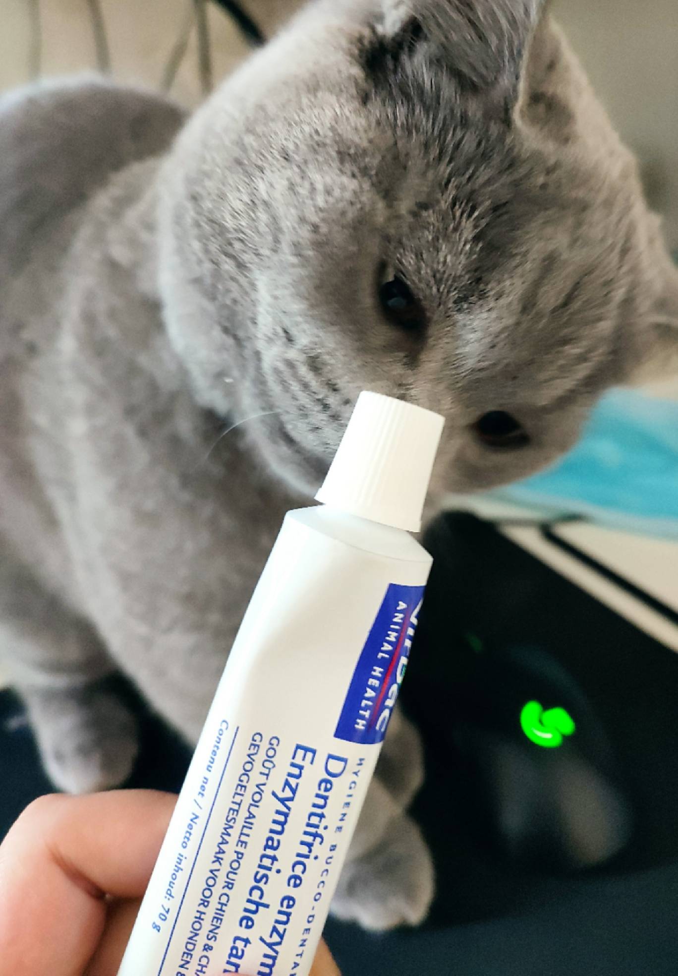 猫图片|宠物猫|猫咪|