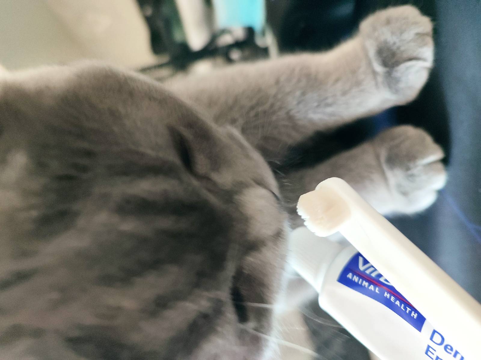 猫图片|宠物猫|猫咪|