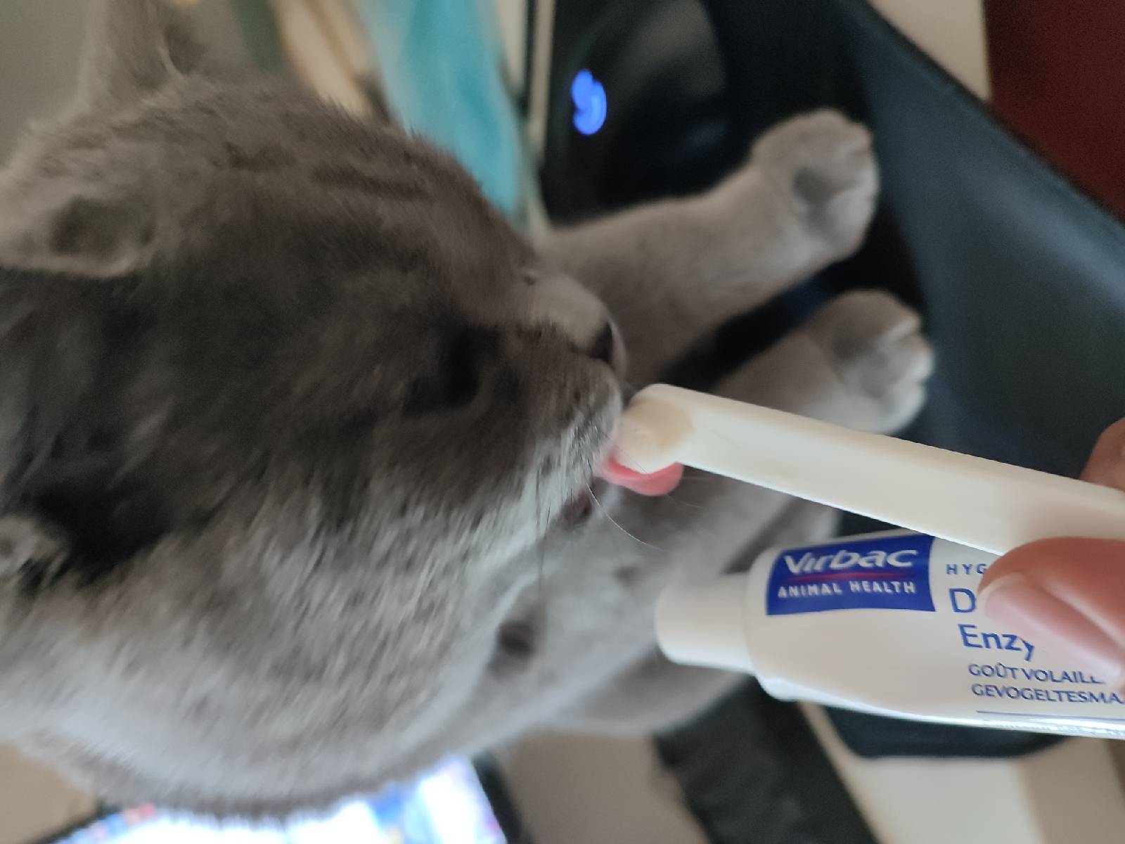 猫图片|宠物猫|猫咪|