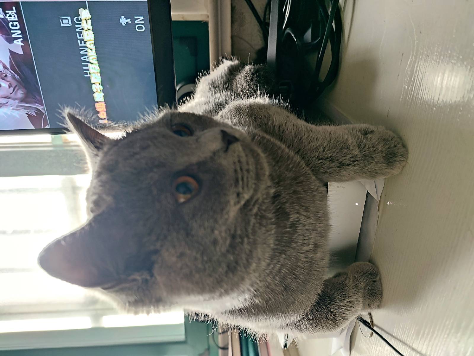 猫图片|宠物猫|猫咪|