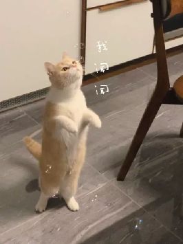 猫图片|宠物猫|猫咪|