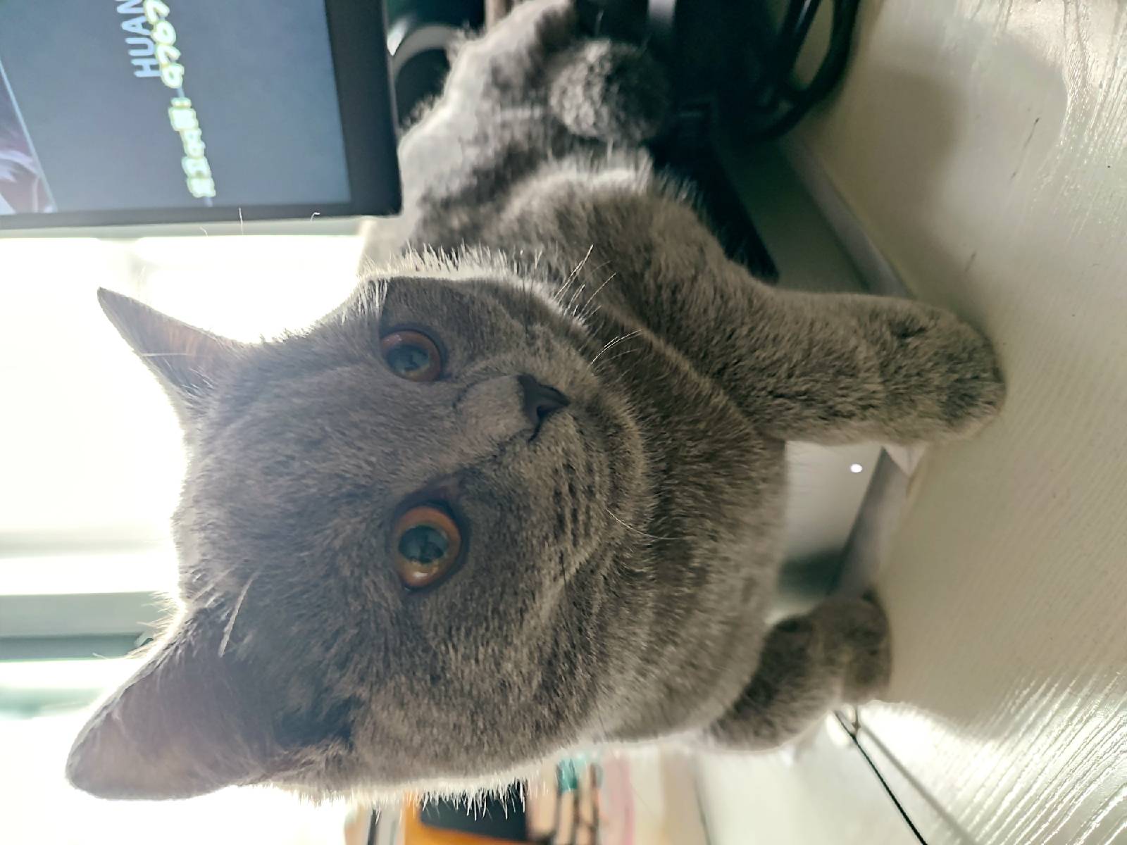 猫图片|宠物猫|猫咪|