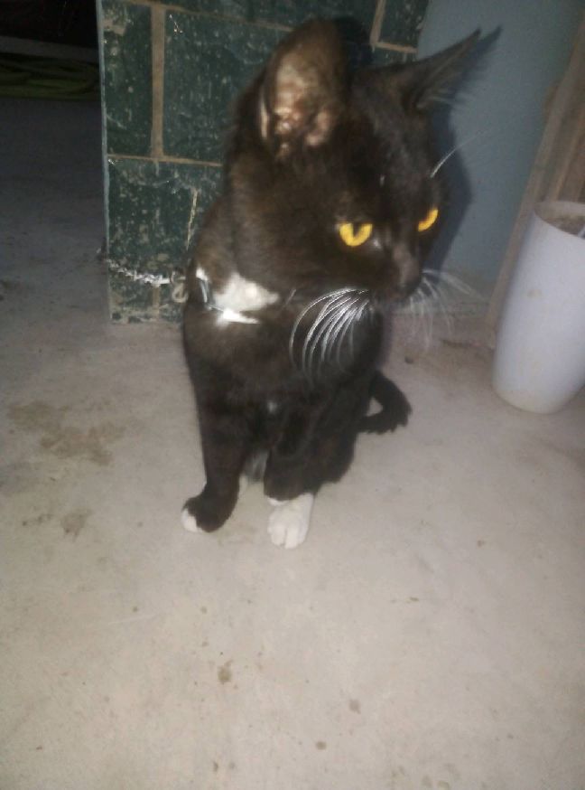 猫图片|宠物猫|猫咪|