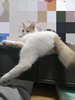 猫图片|宠物猫|猫咪|