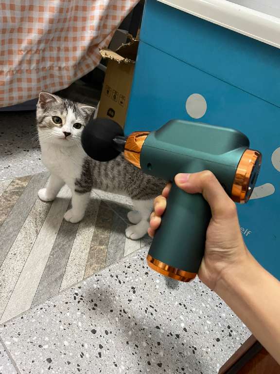 猫图片|宠物猫|猫咪|