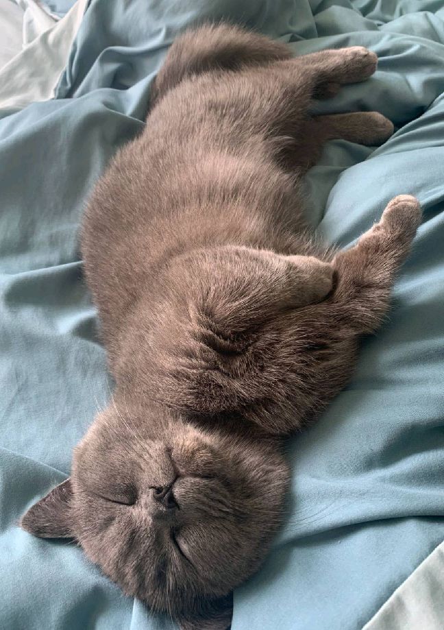 猫图片|宠物猫|猫咪|