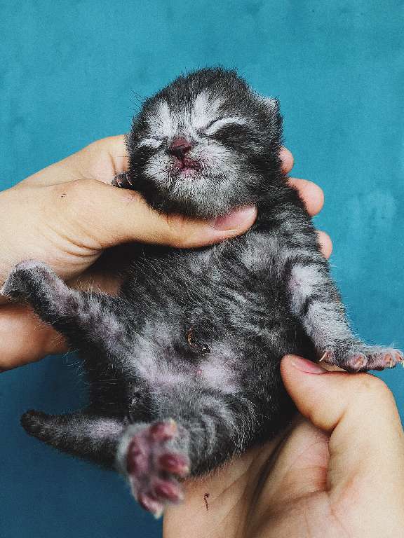 猫图片|宠物猫|猫咪|