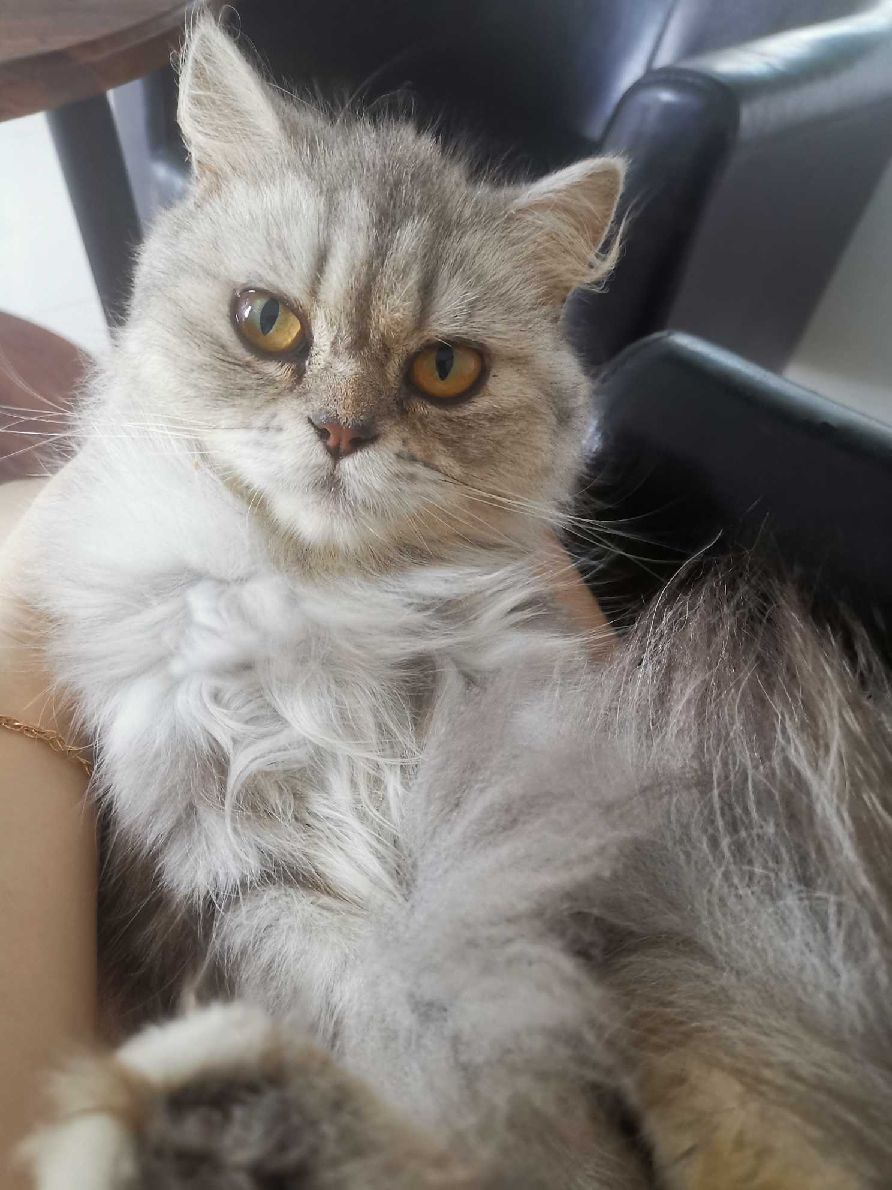 猫图片|宠物猫|猫咪|