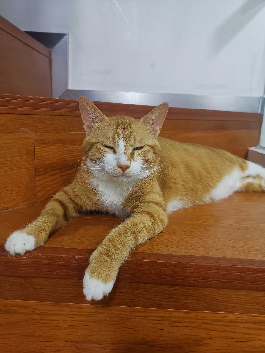 猫图片|宠物猫|猫咪|