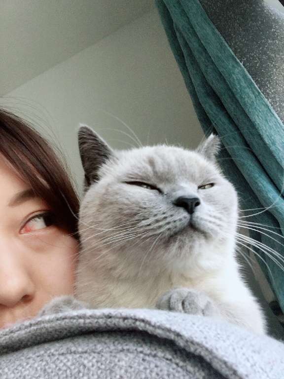 猫图片|宠物猫|猫咪|