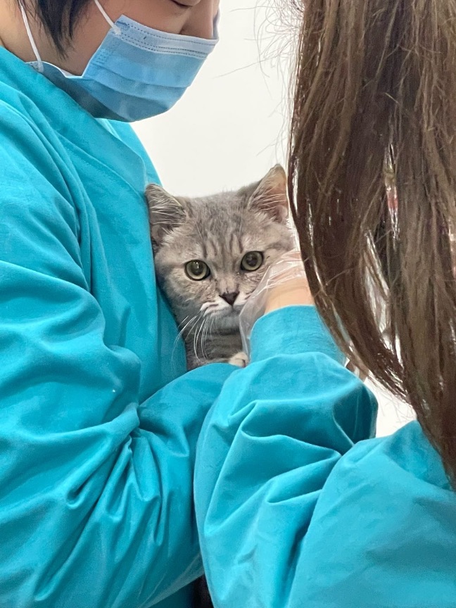 猫图片|宠物猫|猫咪|