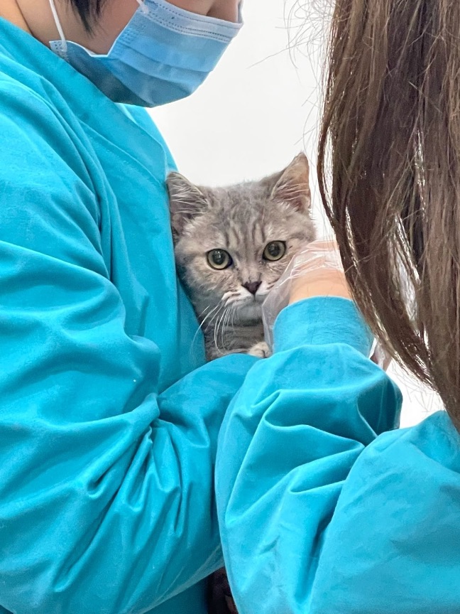 猫图片|宠物猫|猫咪|