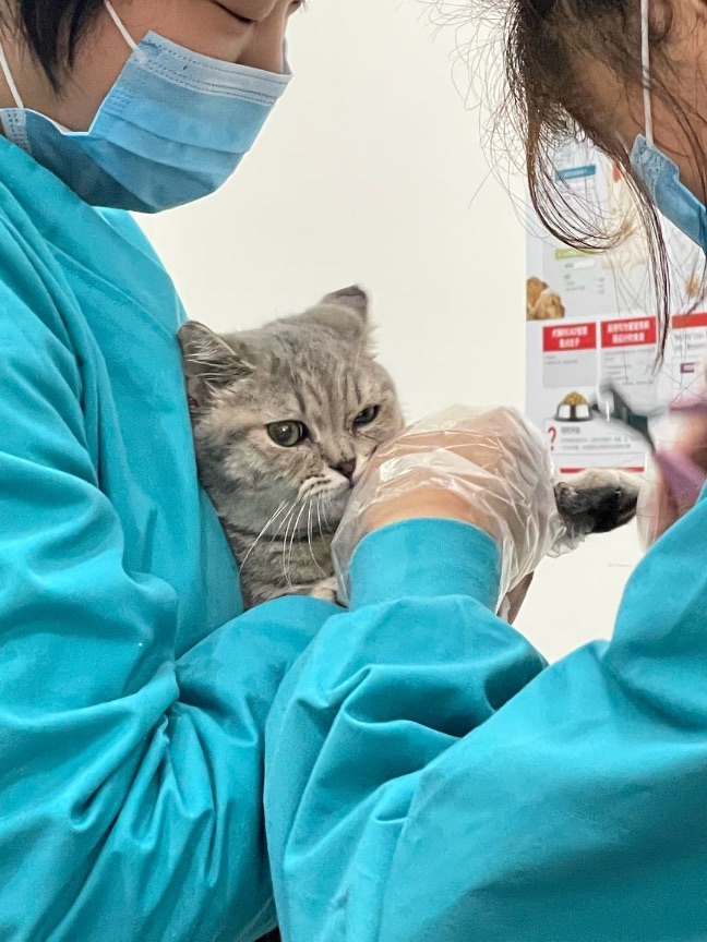 猫图片|宠物猫|猫咪|