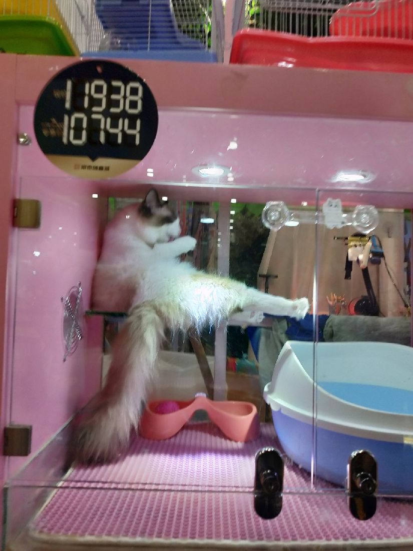 猫图片|宠物猫|猫咪|