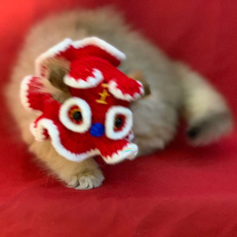 猫图片|宠物猫|猫咪|