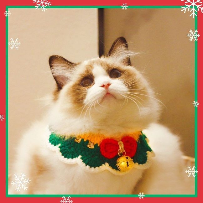 猫图片|宠物猫|猫咪|