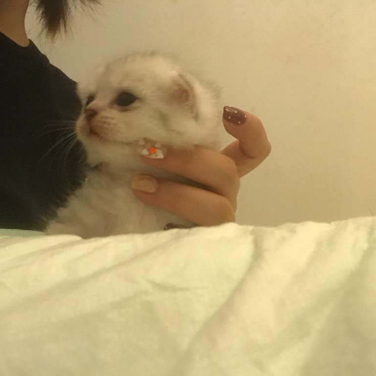 猫图片|宠物猫|猫咪|