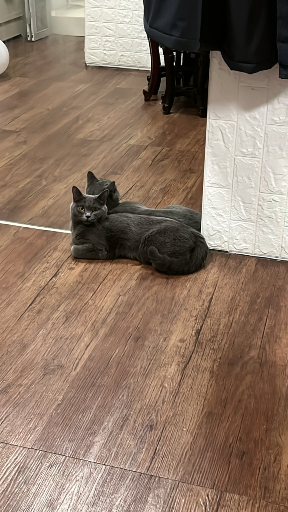 猫图片|宠物猫|猫咪|