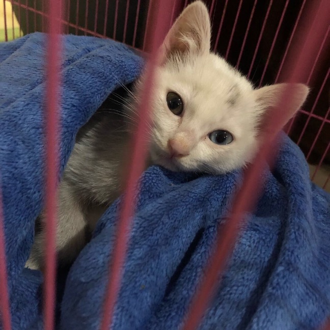 猫图片|宠物猫|猫咪|