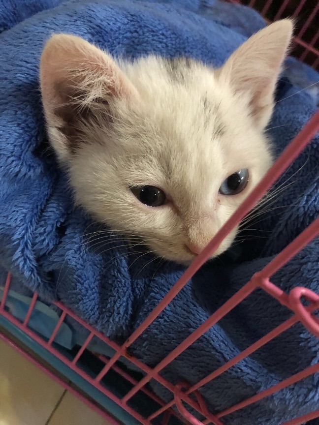 猫图片|宠物猫|猫咪|