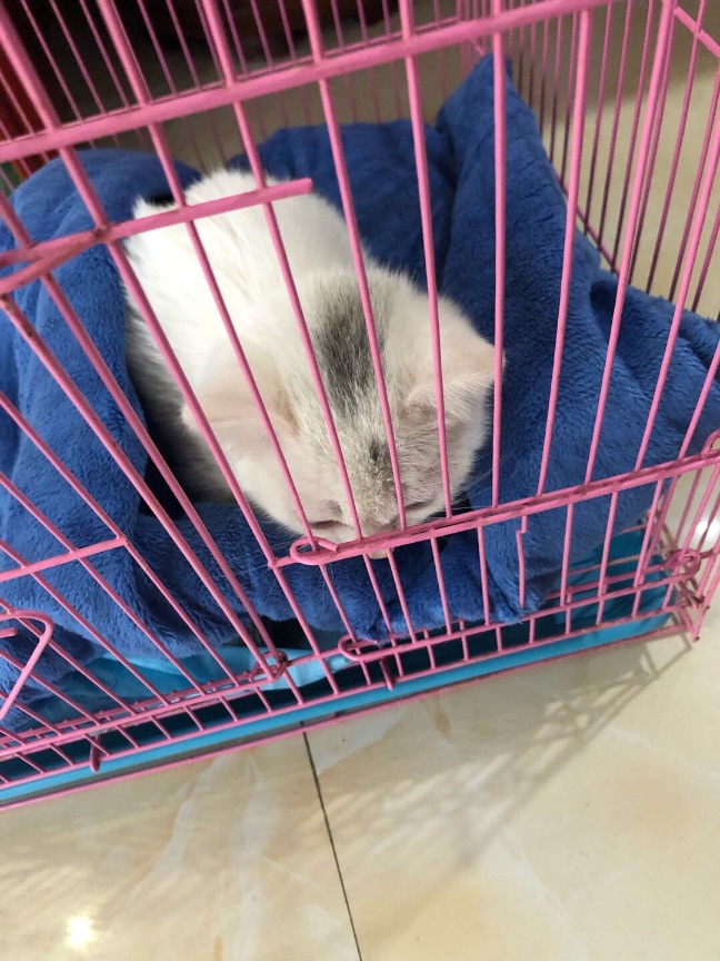 猫图片|宠物猫|猫咪|