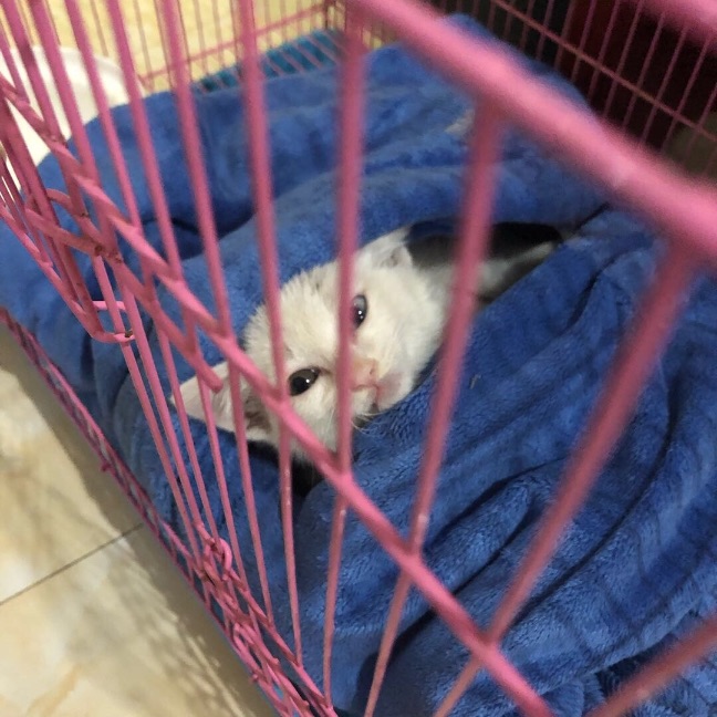 猫图片|宠物猫|猫咪|