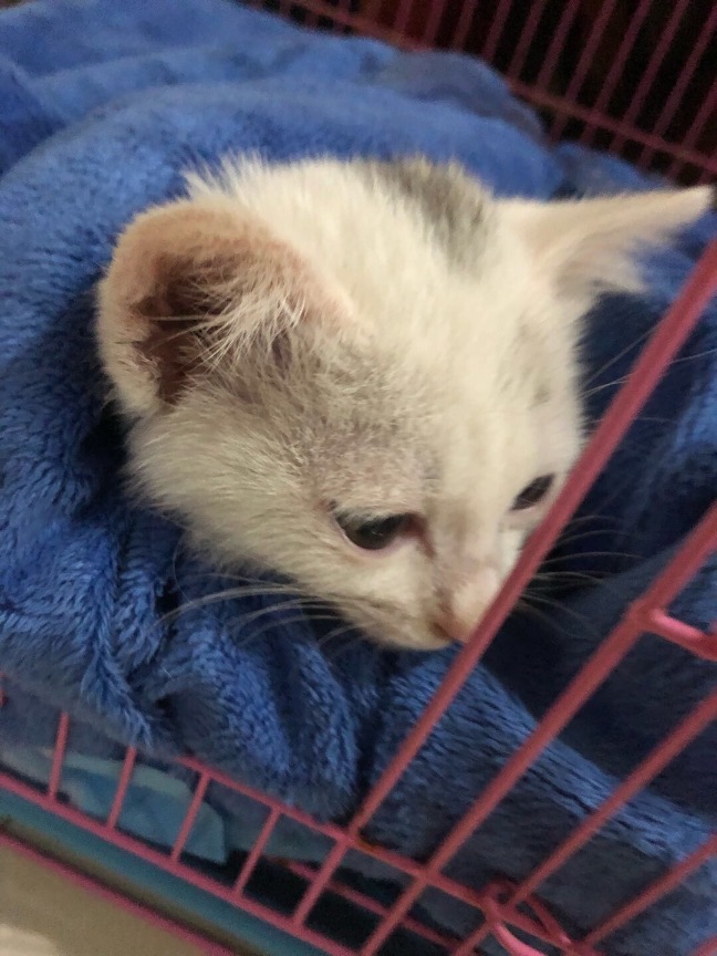 猫图片|宠物猫|猫咪|