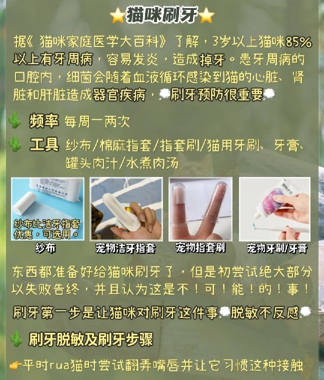 猫图片|宠物猫|猫咪|