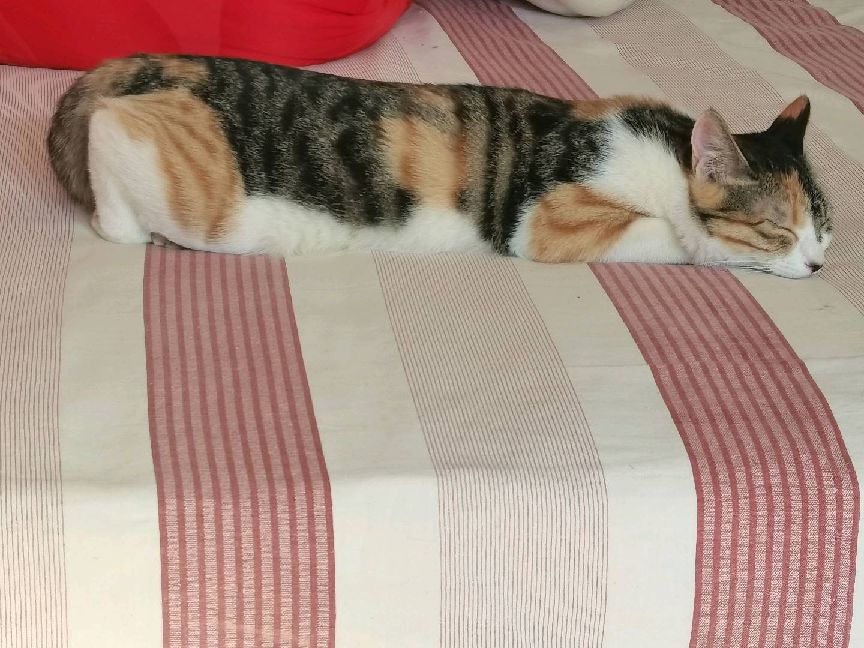 猫图片|宠物猫|猫咪|