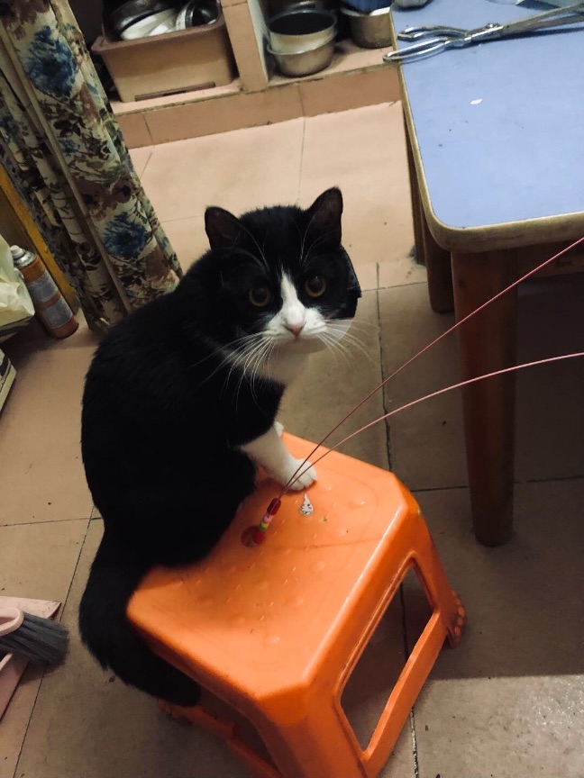 猫图片|宠物猫|猫咪|