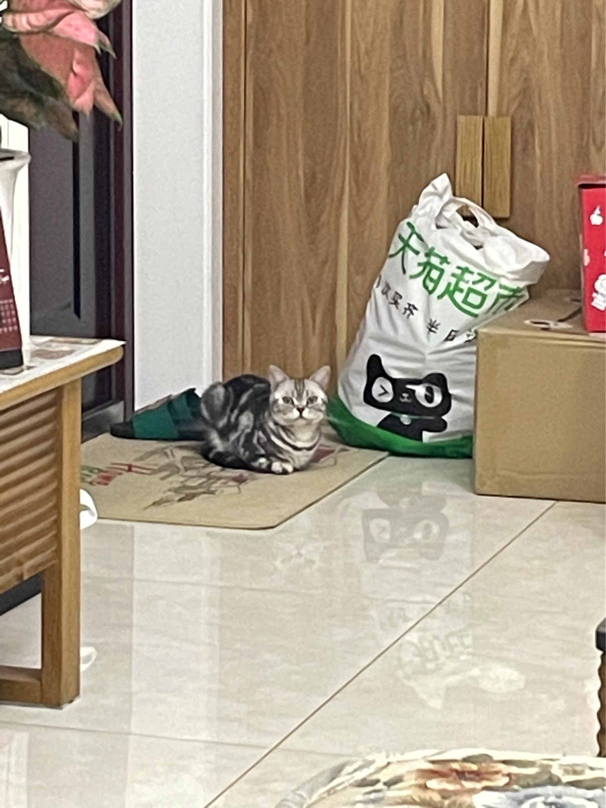 猫图片|宠物猫|猫咪|