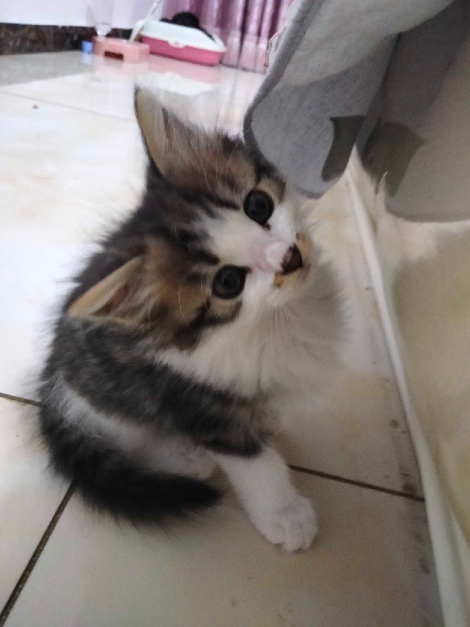 猫图片|宠物猫|猫咪|