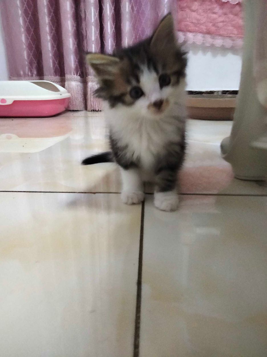 猫图片|宠物猫|猫咪|