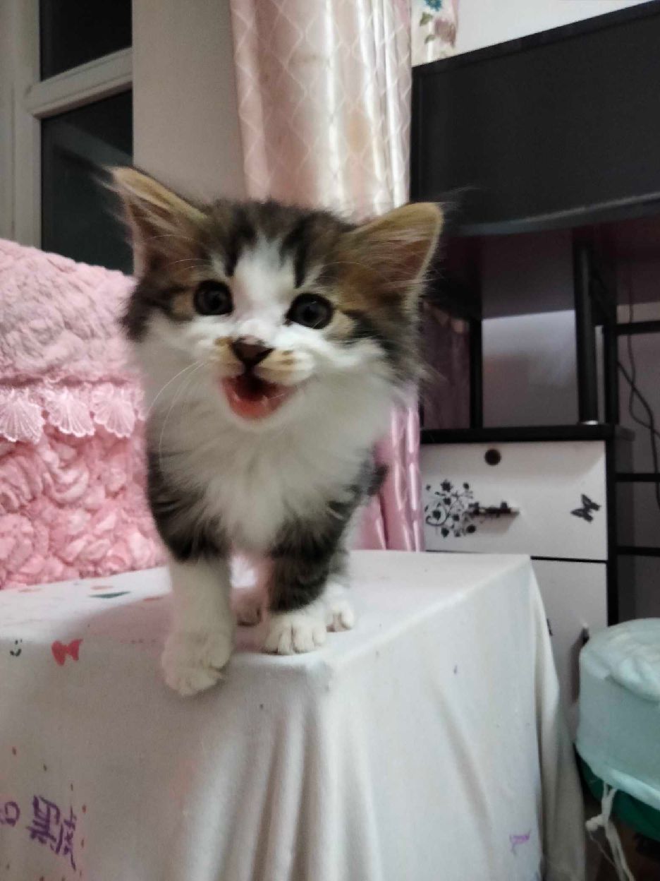 猫图片|宠物猫|猫咪|