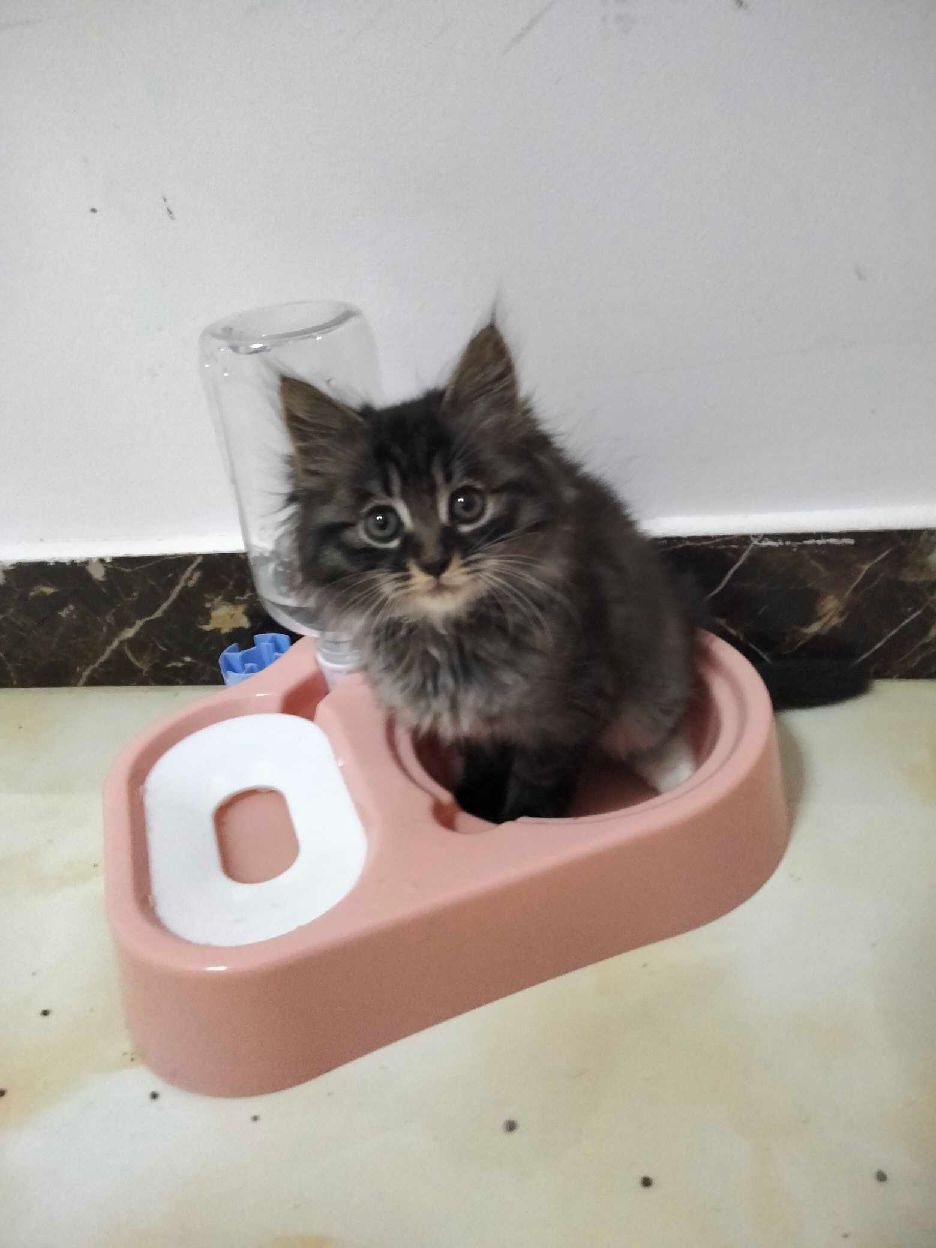 猫图片|宠物猫|猫咪|