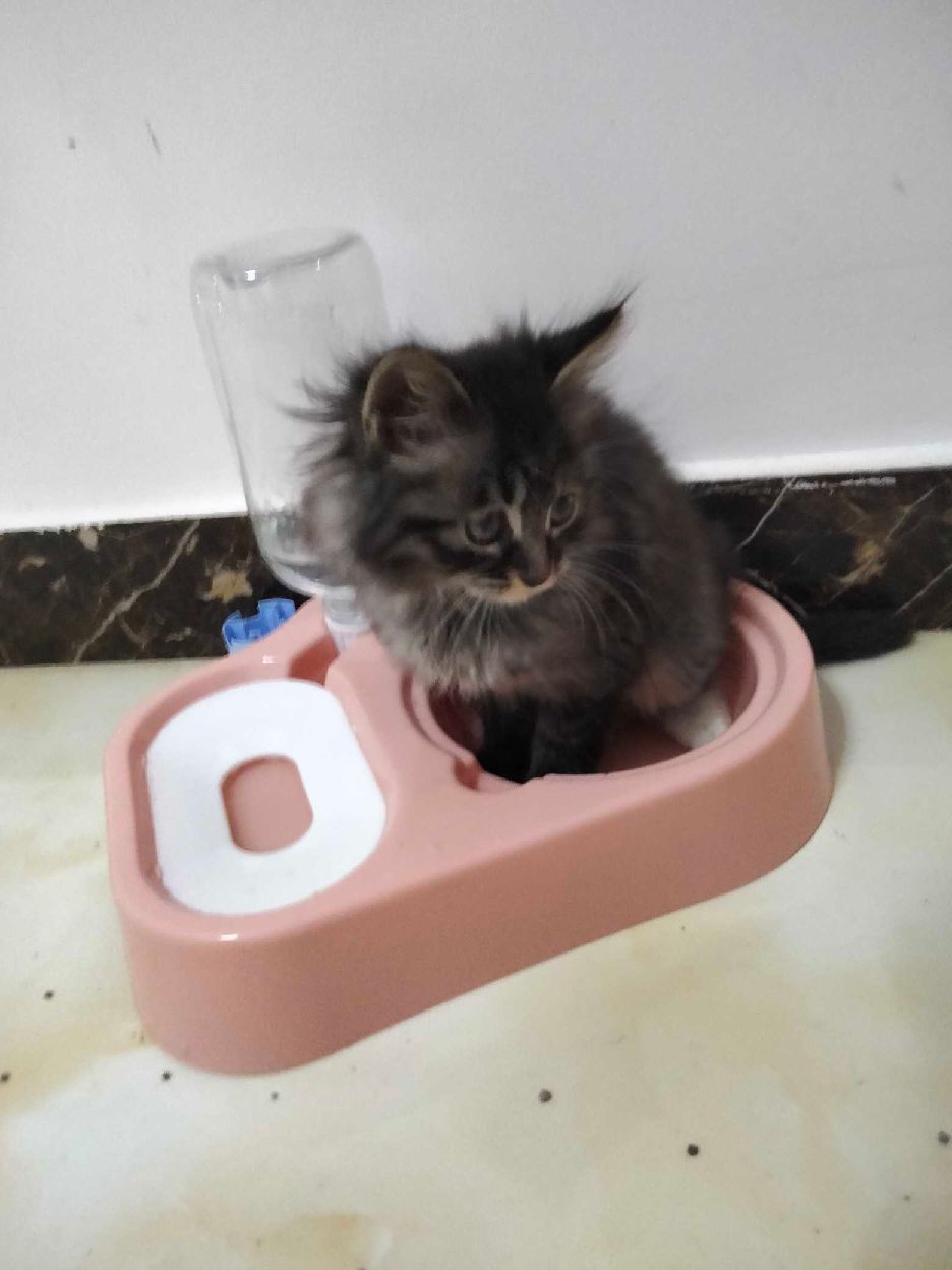 猫图片|宠物猫|猫咪|