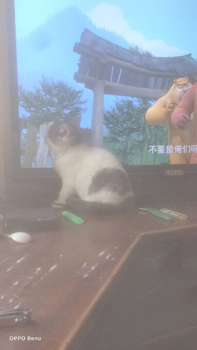 猫图片|宠物猫|猫咪|