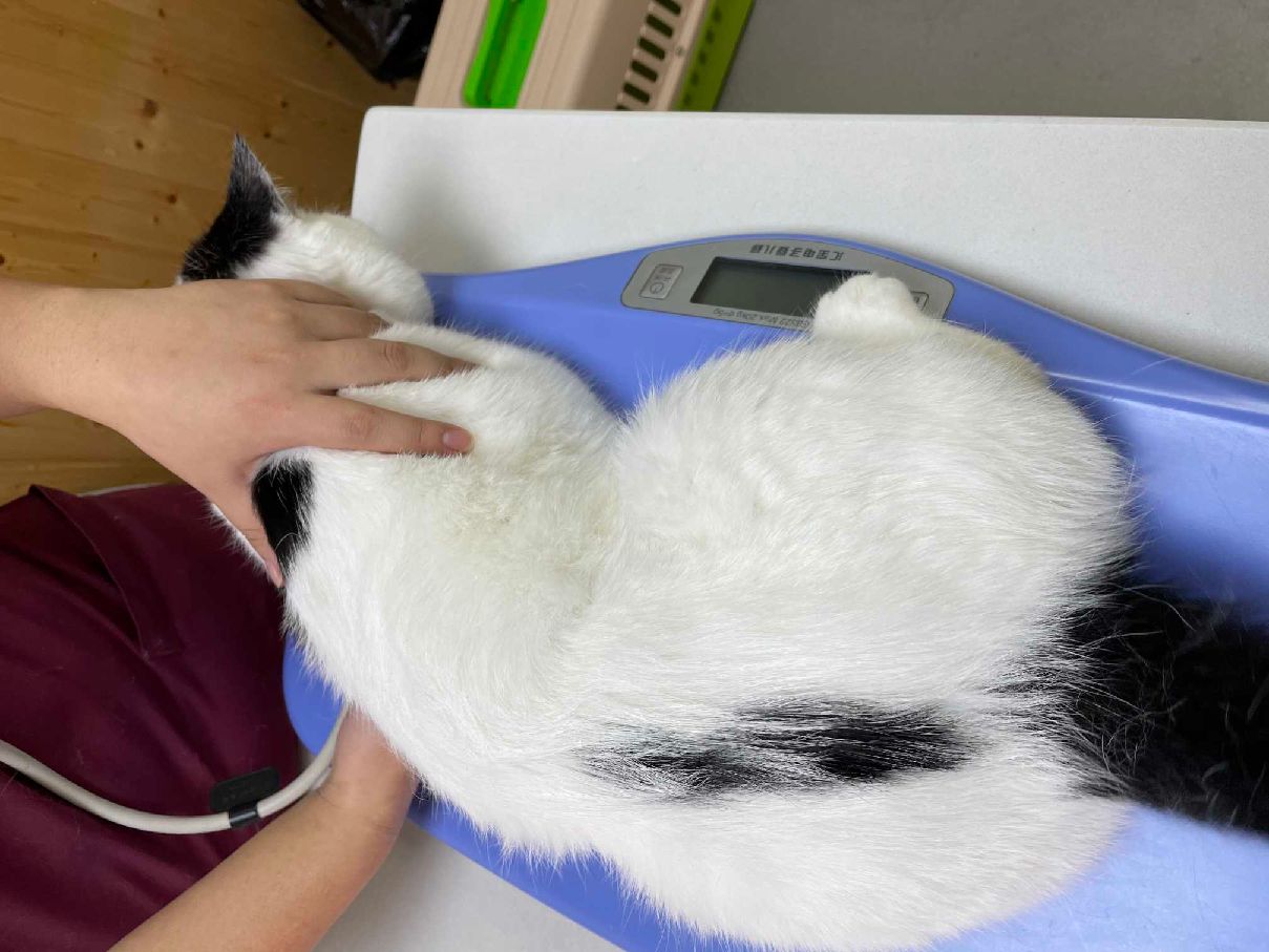 猫图片|宠物猫|猫咪|