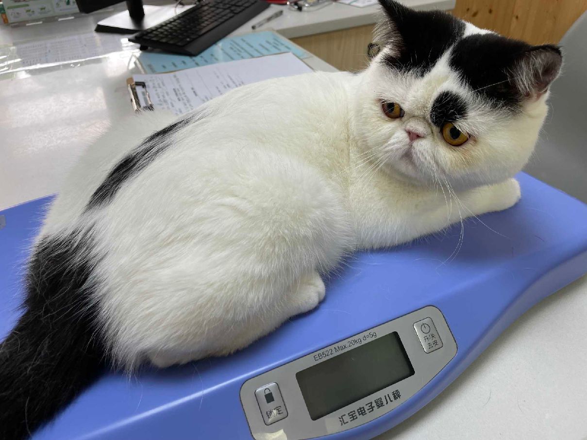 猫图片|宠物猫|猫咪|