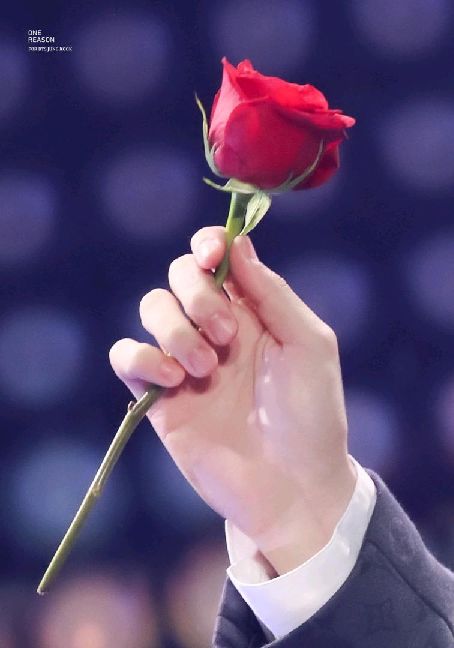 猫图片|宠物猫|猫咪|